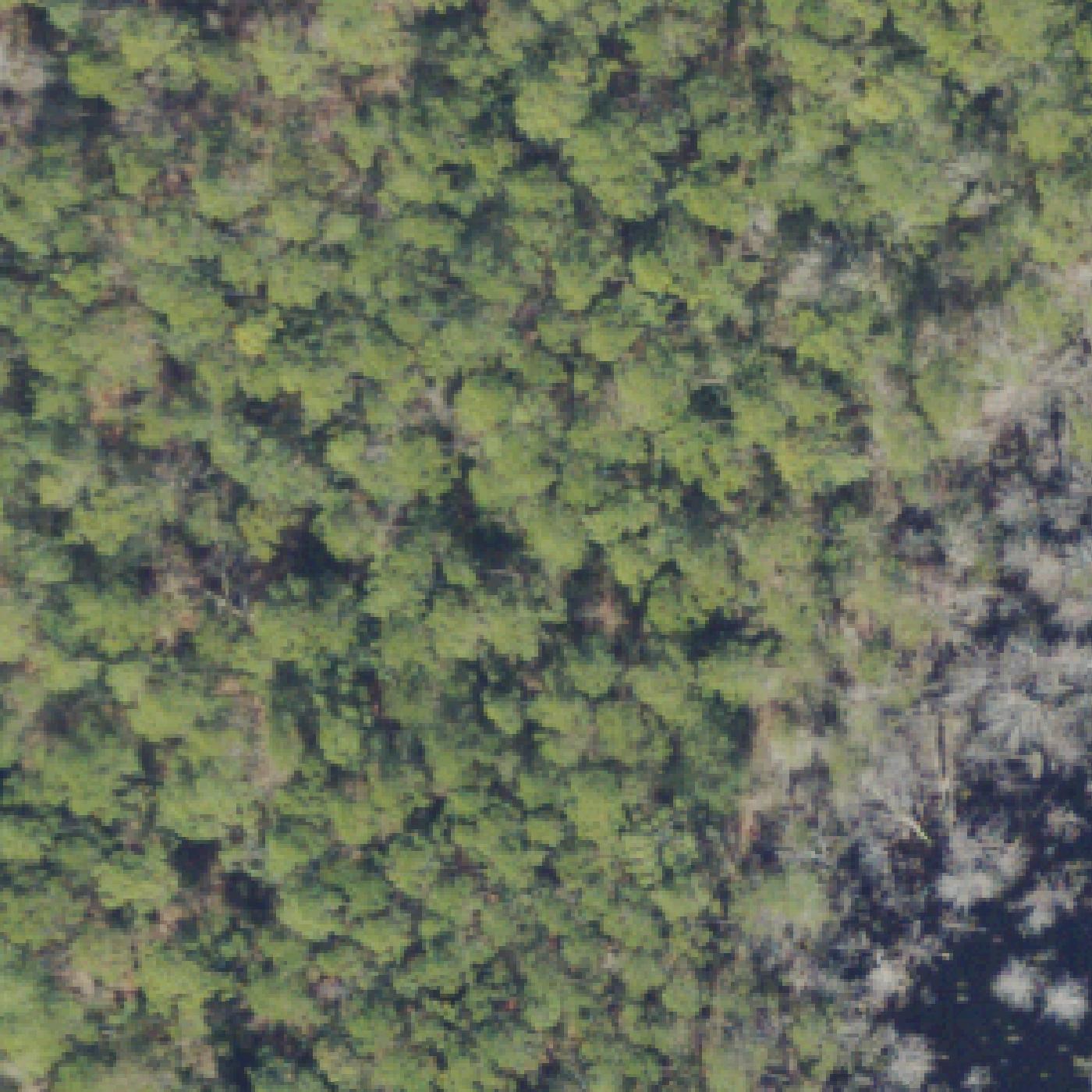 Aerial map of Avalon Beach