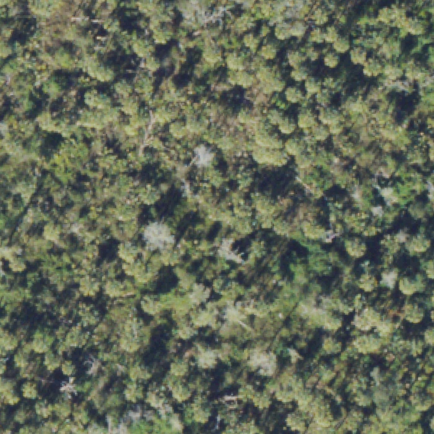 Aerial map of Picayune Strand State Forest